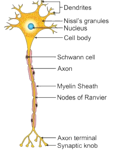 ICSE Selina Solutions Concise Biology Class 10 Chapter 10 The Nervous System