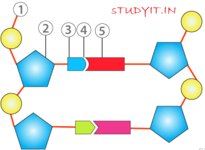 Selina Solutions Concise Biology Class 10 Chapter 2 Structure of Chromosomes, Cell Cycle and Cell Division