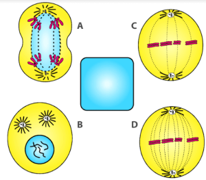 Selina Solutions Concise Biology Class 10 Chapter 2 Structure of Chromosomes, Cell Cycle and Cell Division
