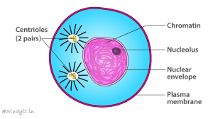 Selina Solutions Concise Biology Class 10 Chapter 2 Structure of Chromosomes, Cell Cycle and Cell Division