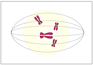Selina Solutions Concise Biology Class 10 Chapter 2 Structure of Chromosomes, Cell Cycle and Cell Division