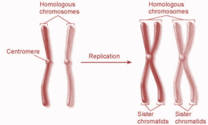 Selina Solutions Concise Biology Class 10 Chapter 2 Structure of Chromosomes, Cell Cycle and Cell Division
