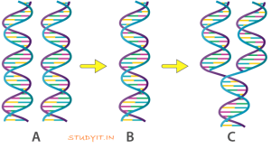 Selina Solutions Concise Biology Class 10 Chapter 2 Structure of Chromosomes, Cell Cycle and Cell Division