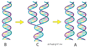 Selina Solutions Concise Biology Class 10 Chapter 2 Structure of Chromosomes, Cell Cycle and Cell Division