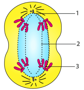 Selina Solutions Concise Biology Class 10 Chapter 2 Structure of Chromosomes, Cell Cycle and Cell Division