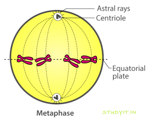 Selina Solutions Concise Biology Class 10 Chapter 2 Structure of Chromosomes, Cell Cycle and Cell Division