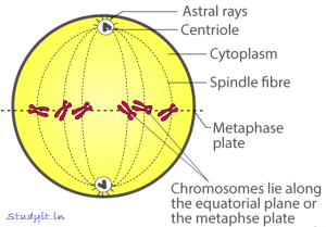 Selina Solutions Concise Biology Class 10 Chapter 2 Structure of Chromosomes, Cell Cycle and Cell Division