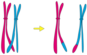 Selina Solutions Concise Biology Class 10 Chapter 2 Structure of Chromosomes, Cell Cycle and Cell Division