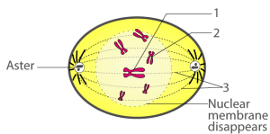 Selina Solutions Concise Biology Class 10 Chapter 2 Structure of Chromosomes, Cell Cycle and Cell Division