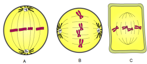 Selina Solutions Concise Biology Class 10 Chapter 2 Structure of Chromosomes, Cell Cycle and Cell Division