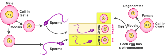 Selina Concise Biology Class 10 Chapter 3 Genetics – Some Basic Fundamentals