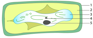 ICSE Solutions for Class 10 Biology – Absorption by Roots