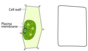 ICSE Solutions for Class 10 Biology – Absorption by Roots