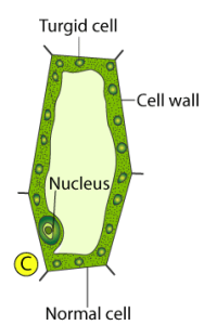 ICSE Solutions for Class 10 Biology – Absorption by Roots