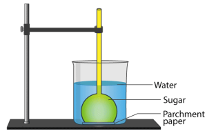 ICSE Solutions for Class 10 Biology – Absorption by Roots