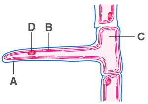 ICSE Solutions for Class 10 Biology – Absorption by Roots