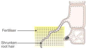 ICSE Solutions for Class 10 Biology – Absorption by Roots