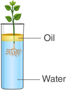 ICSE Solutions for Class 10 Biology – Absorption by Roots