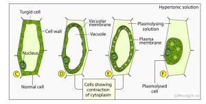 ICSE Solutions for Class 10 Biology – Absorption by Roots
