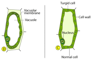 ICSE Solutions for Class 10 Biology – Absorption by Roots
