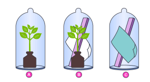 Selina Solutions Concise Biology Class 10 Chapter 5 Transpiration