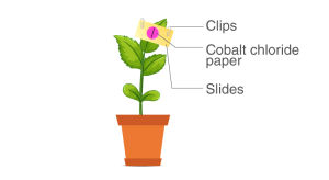 Selina Solutions for Class 10 Biology Chapter 5 Image 5