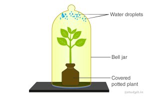 Selina Solutions Concise Biology Class 10 Chapter 5 Transpiration