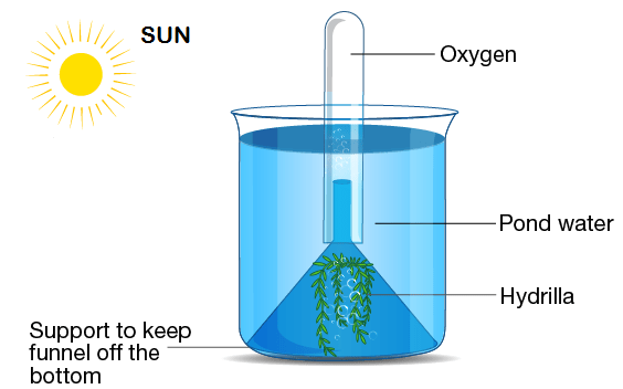 ICSE Class 10 SELINA Solutions Biology Chapter 6 – Photosynthesis