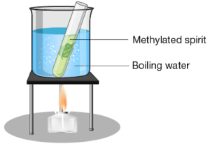 Describe step by step, how the candidate proceeded to test the leaf for the presence of starch?