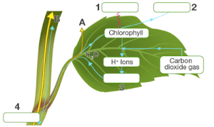 Given below is a schematic diagram to illustrate some aspects of photosynthesis.