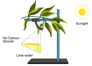 Given below is the diagram of an experimental set-up: