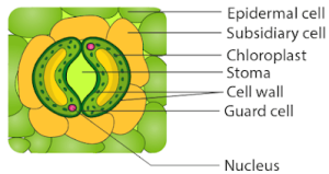 Draw a neat diagram of the stomatal