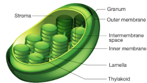 Draw a neat diagram of a chloroplast and label its parts