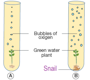 The diagram below shows two test-tubes A and B. Test-tube A contains a green water plant. Test-tube B contains both a green water plant and a snail. Both test-tubes are kept in sunlight.