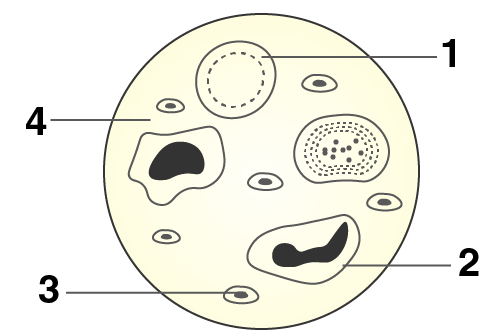 ICSE Selina Solutions Concise Biology Class 10 Chapter 8 The Circulatory System