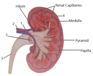 Selina Solutions Concise Biology Class 10 Chapter 9 The Excretory System