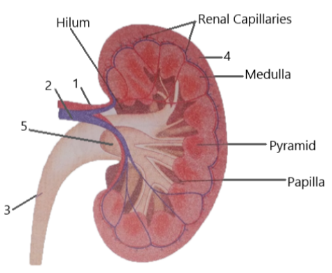 Selina Solutions Concise Biology Class 10 Chapter 9 The Excretory System