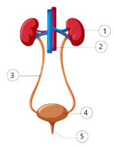 Selina Solutions Concise Biology Class 10 Chapter 9 The Excretory System