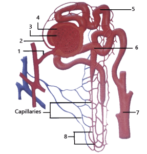 Selina Solutions Concise Biology Class 10 Chapter 9 The Excretory System