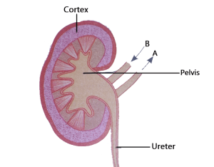 Selina Solutions Concise Biology Class 10 Chapter 9 The Excretory System