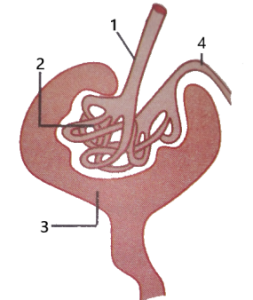 Selina Solutions Concise Biology Class 10 Chapter 9 The Excretory System