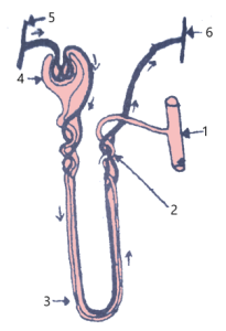 Selina Solutions Concise Biology Class 10 Chapter 9 The Excretory System