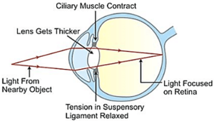 ICSE Selina Concise Biology Class 10 ICSE Solutions for Chapter 11 - Sense Organs ICSE Selina Concise Biology Class 10 ICSE Solutions for Chapter 11 - Sense Organs
