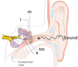 ICSE Selina Concise Biology Class 10 ICSE Solutions for Chapter 11 - Sense Organs ICSE Selina Concise Biology Class 10 ICSE Solutions for Chapter 11 - Sense Organs