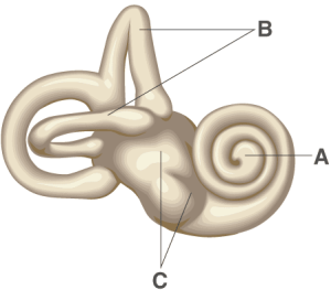 ICSE Selina Concise Biology Class 10 ICSE Solutions for Chapter 11 - Sense Organs ICSE Selina Concise Biology Class 10 ICSE Solutions for Chapter 11 - Sense Organs