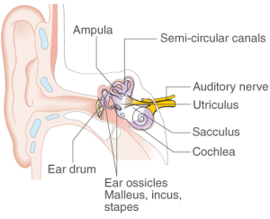 ICSE Selina Concise Biology Class 10 ICSE Solutions for Chapter 11 - Sense Organs ICSE Selina Concise Biology Class 10 ICSE Solutions for Chapter 11 - Sense Organs