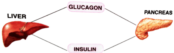 ICSE Class 10 Selina Biology Solutions Concise Chapter 12 The Endocrine System