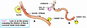 ICSE Class 10 Selina Biology Solutions Concise Chapter 12 The Endocrine System ICSE Class 10 Selina Biology Solutions Concise Chapter 12 The Endocrine System